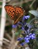 Sur une Bugle rampante, un Nacr� porphyrin (Clossiana titania)... 