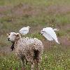 Photos