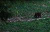 Le lendemain, 3e aff�t. Une ombre arrive � 4h50 : pas assez de lumi�re pour la photographie ... 2e apparition � 5h08 ...