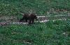 L'Ours brun fait une 3e apparition � 5h23 ...
