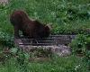... pouss� par la curiosit� ...