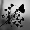 A Varen, ombre chinoise ... ou Azur� commun (Polyommatus icarus)