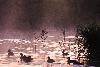 2_ ... un castor, � peine entrevu, traverse l'�tang.