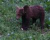 ... mais l'Ours brun est bient�t rassasi� ...