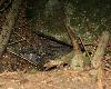 Tani�re d'ours dans le sol karstique
