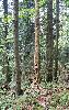 Il n'est pas rare que les arbres d�passent les 40 m�tres ...