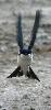 ... Hirondelle de fen�tre en vol ...