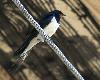 ... Hirondelle rustique perch�e ...