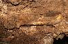 M�choire d'ours des cavernes. Ses canines, m�me si elles sont bien d�velopp�es, le sont beaucoup moins que ses molaires puissantes, preuves d'un r�gime fondamentalement v�g�tarien et avec un apport carn� plus restreint que pour la majorit� des ours.