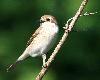 ... la femelle a �t� la premi�re � se laisser approcher et observer longuement