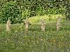 Meules de foin slov�nes ...