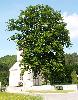 Tilleul gigantesque : symbole de la Slov�nie