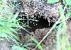 Catiche (ou tani�re) de loutre ... du vieux fran�ais : se catir = se blottir, se cacher