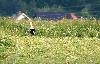 La Cigogne blanche profite de l'alternance des champs fauch�s et en fleurs