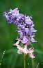 Orchis