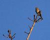 Le soir tombe : les oiseaux chantent une derni�re fois. Ici, un Pipit des arbres ...