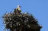 Cigogne blanche (peu nombreuses en Slov�nie)