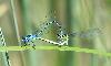 Accouplement d'Agrions jouvencelles (Coenagrion puella)