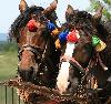Pour l'occasion, les chevaux sont magnifiquement harnach�s