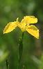 Iris faux-acore ...