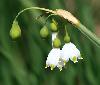 ... la flore, ici une Niv�ole de printemps ...