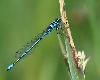 Agrion jouvencelle (Coenagrion puella)
