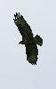... la Buse variable