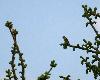 Perch� sur un arbre, le Serin cini chante ...